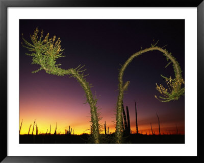 View At Twilight Of A Boojum Tree In Baja by Bill Hatcher Pricing Limited Edition Print image