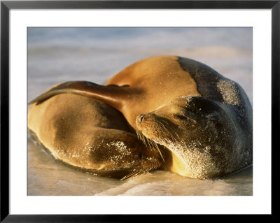 A Female Galapagos Sea Lion Cuddles Her Pup by Ralph Lee Hopkins Pricing Limited Edition Print image
