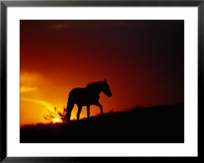 A View Of A Wild Horse Silhouetted By The Setting Sun by Raymond Gehman Pricing Limited Edition Print image