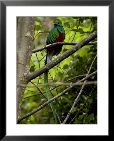 Male Resplendent Quetzal (Pharomachrus Mocinno) On A Tree Branch by Roy Toft Pricing Limited Edition Print image