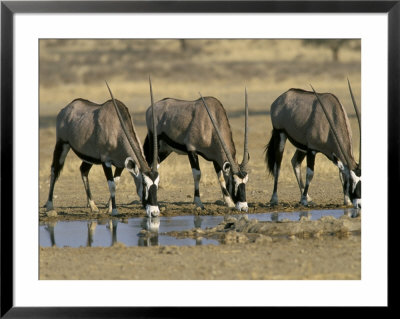 Gemsbok (Oryx) (Oryx Gazella) Drinking At Waterhole, Kalahari Gemsbok Park, South Africa, Africa by Steve & Ann Toon Pricing Limited Edition Print image