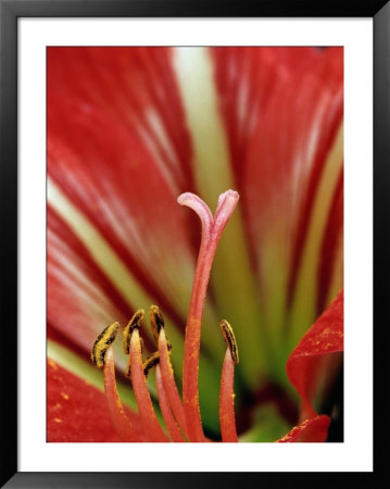 Detail Of Tropical Blossom, Chile by Brent Winebrenner Pricing Limited Edition Print image