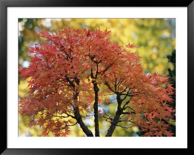Pretty Pink-Colored Leaves On A Bonsai Japanese Maple Tree by Darlyne A. Murawski Pricing Limited Edition Print image