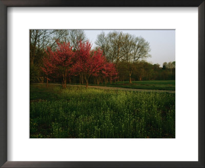 Spring View In Louisvilles System Of Olmsted Parks And Parkways by Melissa Farlow Pricing Limited Edition Print image