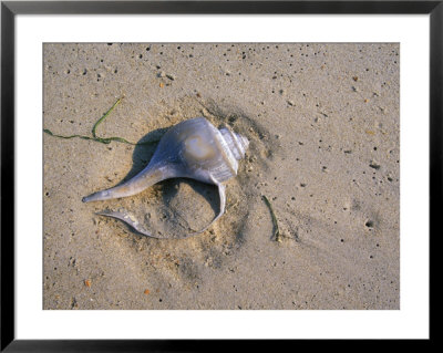 A Conch Shell Lies In The Sand by Stephen Alvarez Pricing Limited Edition Print image
