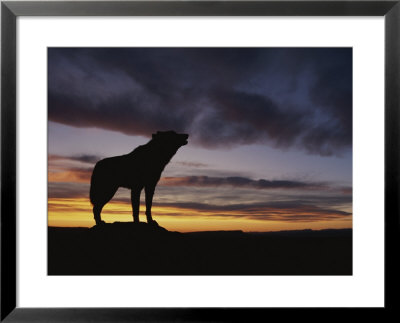 Howling Wolf Silhouetted Against Sunset Sky by Norbert Rosing Pricing Limited Edition Print image