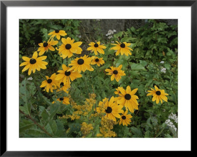 A Close View Of Black-Eyed Susans by Michael S. Lewis Pricing Limited Edition Print image
