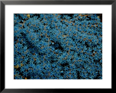 Beautiful Blue-Colored Coral Polyps Festoon A Branch by Wolcott Henry Pricing Limited Edition Print image