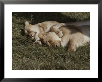 A Pair Of Lions Sleep Next To Each Other by Jodi Cobb Pricing Limited Edition Print image