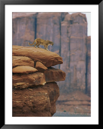A Mountain Lion Pauses At The Edge Of A Cliff by Norbert Rosing Pricing Limited Edition Print image