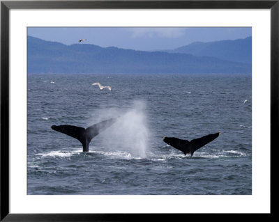 Humpback Whales Dive For Food In Chatham Strait by Ralph Lee Hopkins Pricing Limited Edition Print image