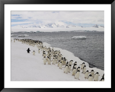 Chin Strap Penguins March Along The Icy Coast Of Antarctica by Ralph Lee Hopkins Pricing Limited Edition Print image