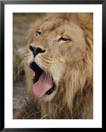 Male African Lion With Its Mouth Wide Open by Joseph H. Bailey Pricing Limited Edition Print image