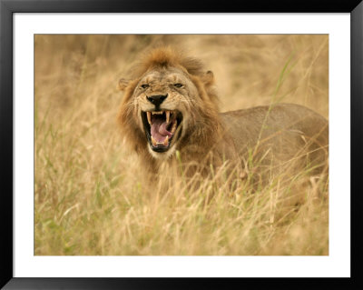 A Snarling Male African Lion In Tall Grass (Panthera Leo) by Roy Toft Pricing Limited Edition Print image