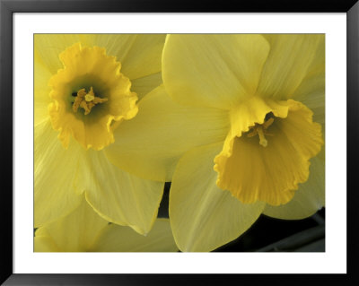 Daffodils, Cache Valley, Utah, Usa by Scott T. Smith Pricing Limited Edition Print image