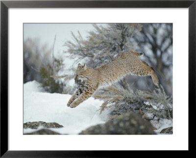 A Bobcat Leaps With A Horned Lark In Its Mouth by Michael S. Quinton Pricing Limited Edition Print image