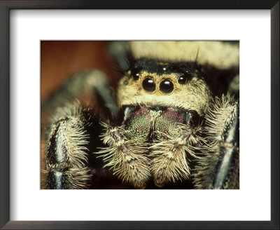 Jumping Spider, Phidippus Audax Florida, Ocala National Forest by David M. Dennis Pricing Limited Edition Print image