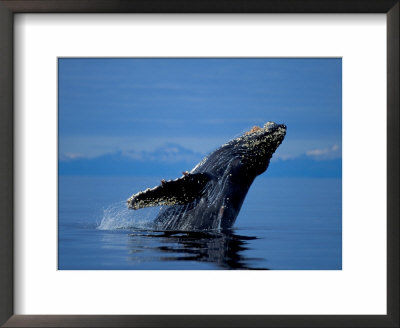 Breaching Humpback Whale, Inside Passage, Southeast Alaska, Usa by Stuart Westmoreland Pricing Limited Edition Print image