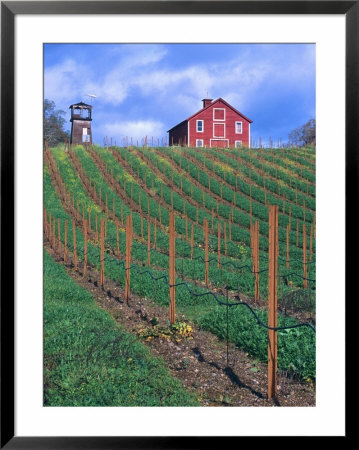 Red Barn Above Vineyard, Dry Creek Valley, California, Usa by John Alves Pricing Limited Edition Print image