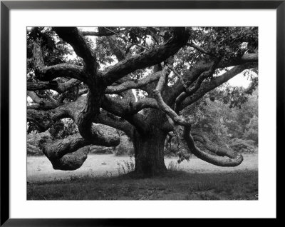 Giant Oak Tree On Martha's Vineyard by Alfred Eisenstaedt Pricing Limited Edition Print image