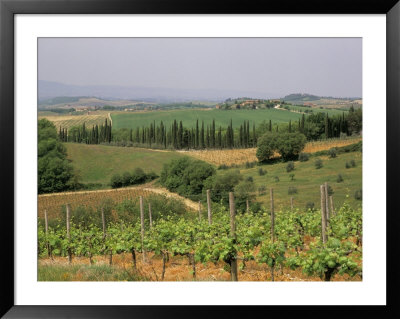 Vines And Vineyards On Rolling Countryside In The Heart Of The Chianti District North Of Siena by Pearl Bucknall Pricing Limited Edition Print image
