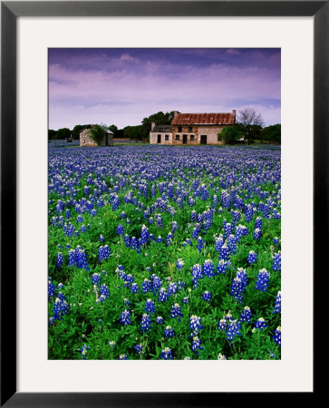Field Of Blubonnets, Marble Hill Area, Texas by Richard Cummins Pricing Limited Edition Print image