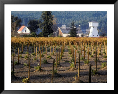 Old-Fashion Farmhouse, Barn And Watertower, Napa Valley, California, Usa by Janis Miglavs Pricing Limited Edition Print image