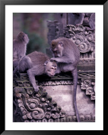 Long-Tailed Macaques In Sacred Monkey Forest, Bali, Indonesia by Paul Souders Pricing Limited Edition Print image