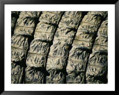 A Close View Of The Scales On The Back Of An American Alligator by Stephen St. John Pricing Limited Edition Print image