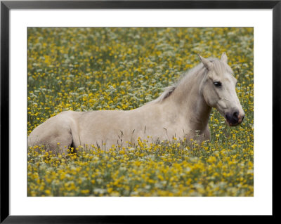 A Domestic Horse Rests In A Meadow Of Little Yellow And White Flowers by Annie Griffiths Belt Pricing Limited Edition Print image