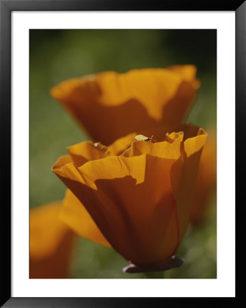 Close View Of California Poppies by Marc Moritsch Pricing Limited Edition Print image