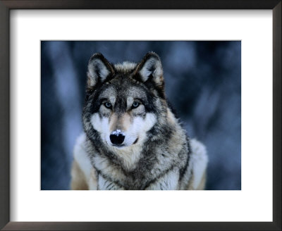 Gray Wolf At The International Wolf Center Near Ely by Joel Sartore Pricing Limited Edition Print image