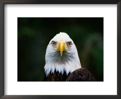 American Bald Eagle by Norbert Rosing Pricing Limited Edition Print image