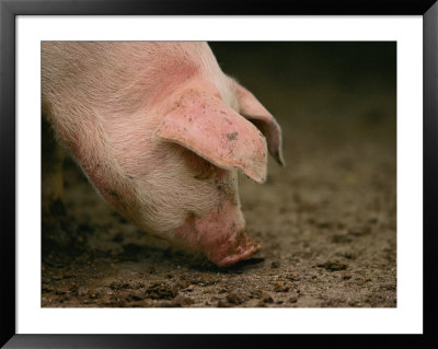 A Cute Pig Snuffles The Ground by Joel Sartore Pricing Limited Edition Print image