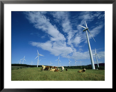Cattle Graze Around Windmills by Steve Winter Pricing Limited Edition Print image