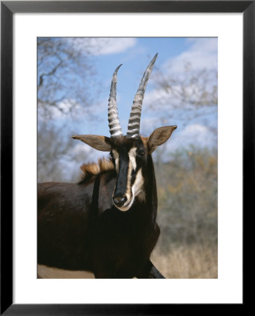 A Close View Of A Sable Antelope by Beverly Joubert Pricing Limited Edition Print image