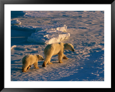 A Mother Polar Bear Walks Across A Windswept Snowfield With Her Cub by Paul Nicklen Pricing Limited Edition Print image