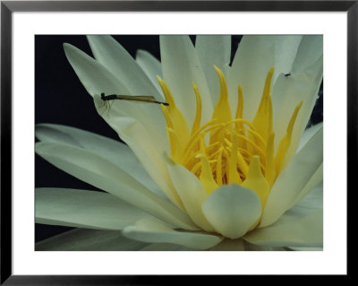 Damselfly On A Water Lily Flower by Sam Abell Pricing Limited Edition Print image