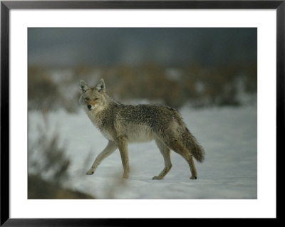 Portrait Of A Coyote Walking Across The Snow by Michael S. Quinton Pricing Limited Edition Print image
