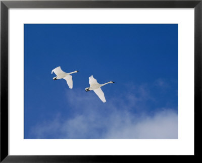 A Pair Of Trumpeter Swans Fly Above A Cloud Of Steam by Norbert Rosing Pricing Limited Edition Print image