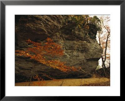Raven Rock, Trail, And Autumn Colored Beech Tree by Raymond Gehman Pricing Limited Edition Print image