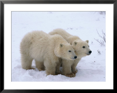 A View Of Two Polar Bear Cubs Walking Across A Snowfield by Paul Nicklen Pricing Limited Edition Print image