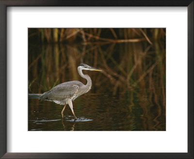 A Close View Of A Great Blue Heron by Raymond Gehman Pricing Limited Edition Print image