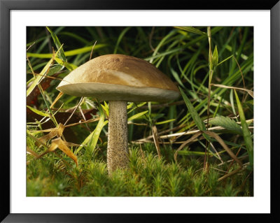 Close View Of A Bolete Mushroom by Darlyne A. Murawski Pricing Limited Edition Print image
