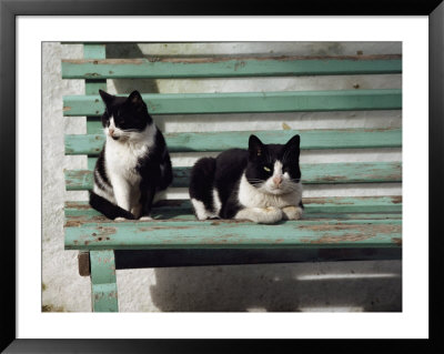 A Pair Of Cats On A Bench by James L. Stanfield Pricing Limited Edition Print image