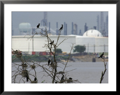 Cormorants Nest Near An Oil Refinery In Houston, Texas by Joel Sartore Pricing Limited Edition Print image