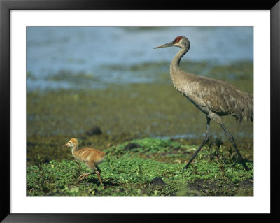 Sandhill Crane And Young by Klaus Nigge Pricing Limited Edition Print image