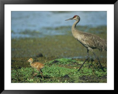 Sandhill Crane And Young by Klaus Nigge Pricing Limited Edition Print image