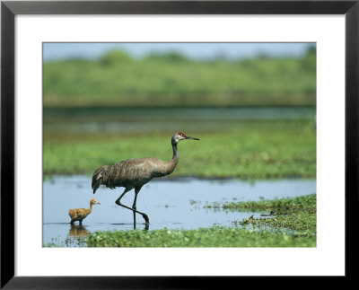 Sandhill Crane Wades With Its Young In The Water by Klaus Nigge Pricing Limited Edition Print image