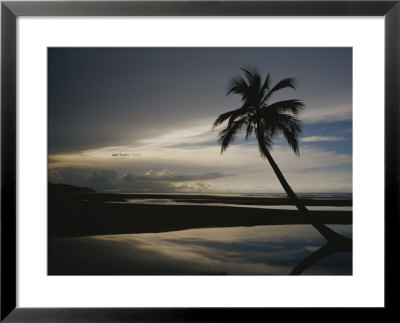 A Silhouetted Palm Tree On A Twilit Beach by Raul Touzon Pricing Limited Edition Print image